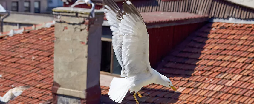 Residential Chimney Animal Removal Solution in Broomfield, CO