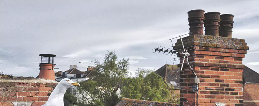 Chimney Cleaning And Restoration in Broomfield, Colorado